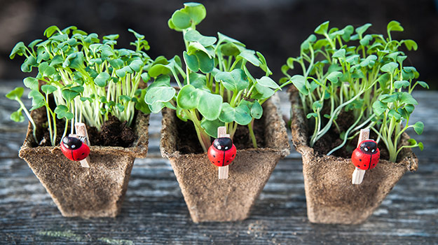 Débuter son potager avec des semences et graines