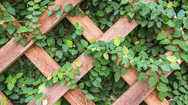 Best Plants For Trellises