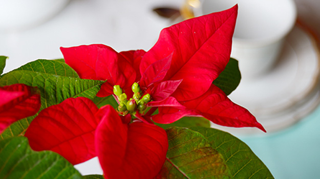 Poinsettias