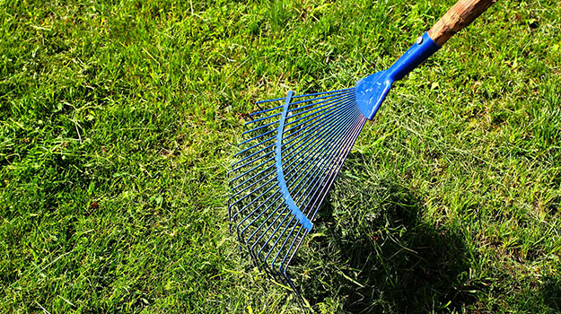 Using a rake, remove rocks and debris from the surface