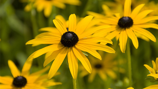 promix_gardening_rudbeckia