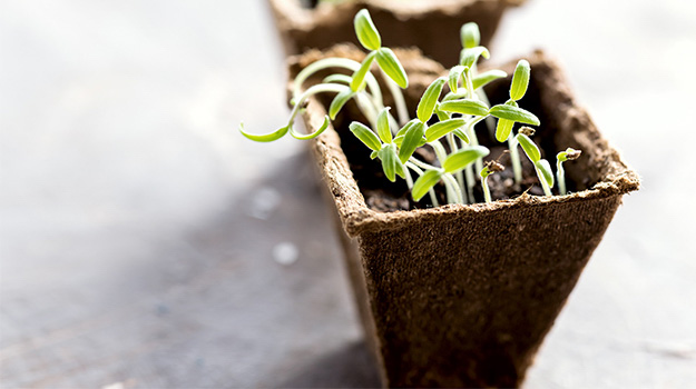 Beginners Guide To Start Plants From Seed