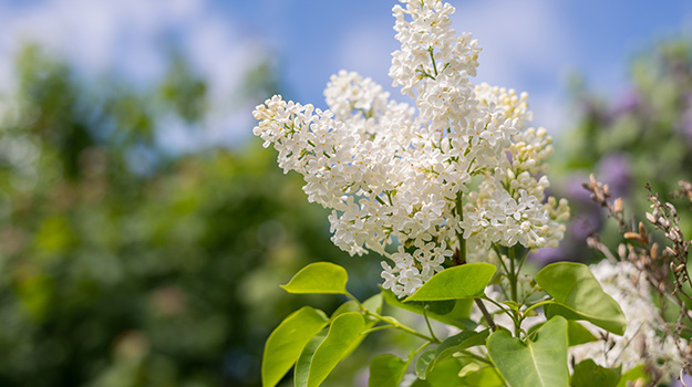 L'amélanchier (Amelanchier spp.)