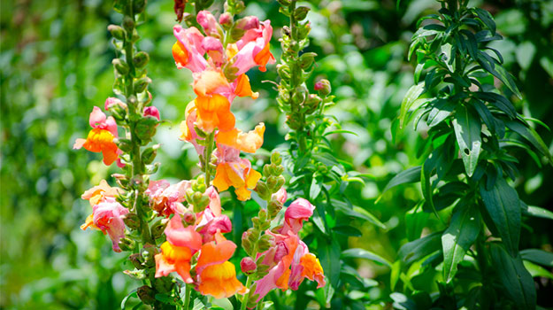 promix_gardening_snapdragons