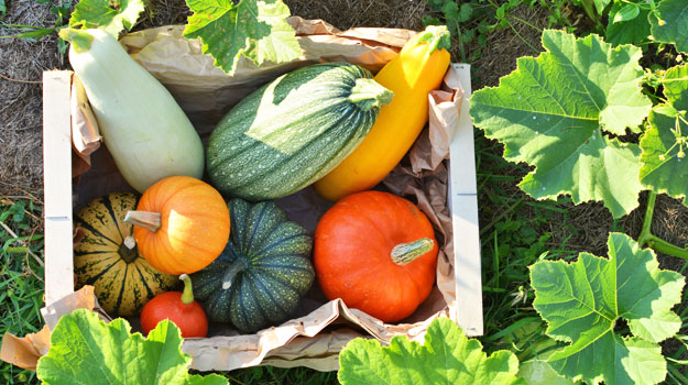 Summer squash are easy vegetables to grow