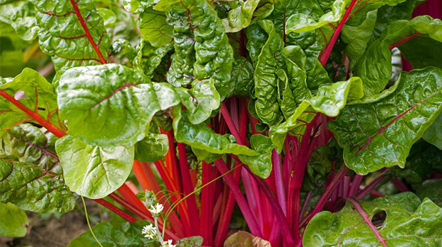 promix_gardening_swiss-chard