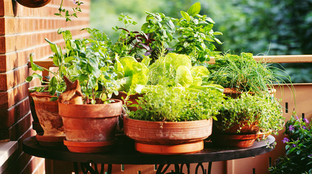 Légumes faciles à cultiver pour les jardiniers débutants 