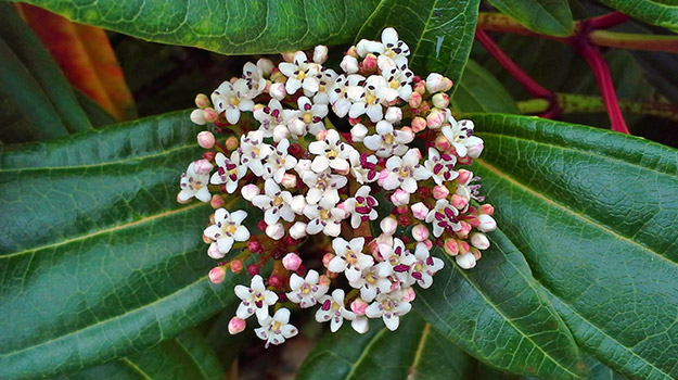 L'arbre de neige (Viburnum spp.)