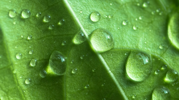 Gouttes d'eau sur les feuilles d'une plante