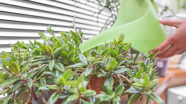 Watering plants