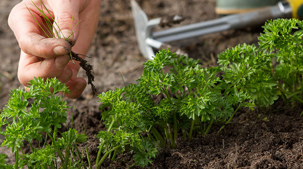 5 conseils pour contrôler les mauvaises herbes