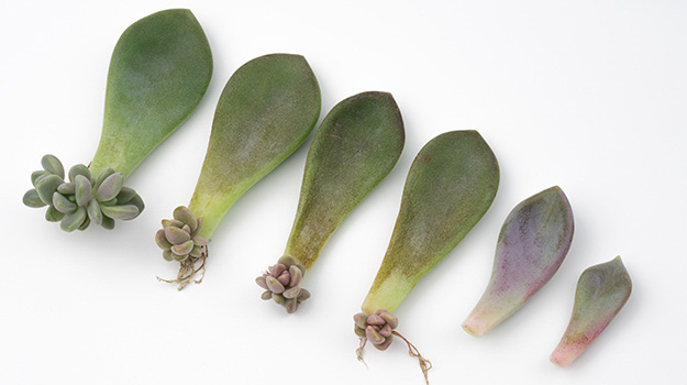 How To Grow Plants From Cuttings In Water (95% Success Rate) / Specially For Beginners - Youtube