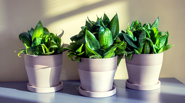 Lush green plant indoor arrangement