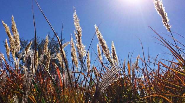 Superbes plantes à cultiver en contenants