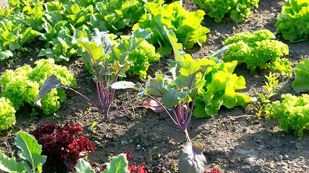 Compagnonnage dans votre potager