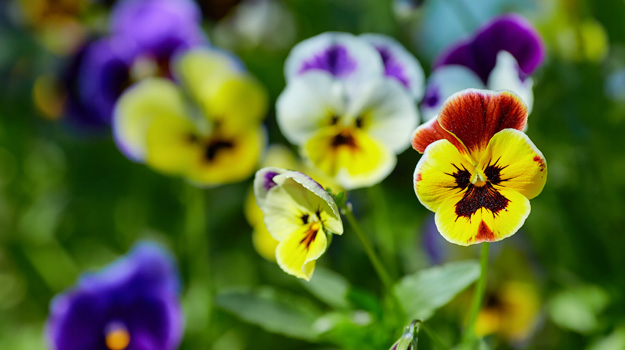 What to do in June - flowers