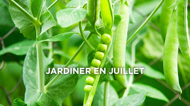 jardinage-Promix-quoi-faire-au-jardin-juillet