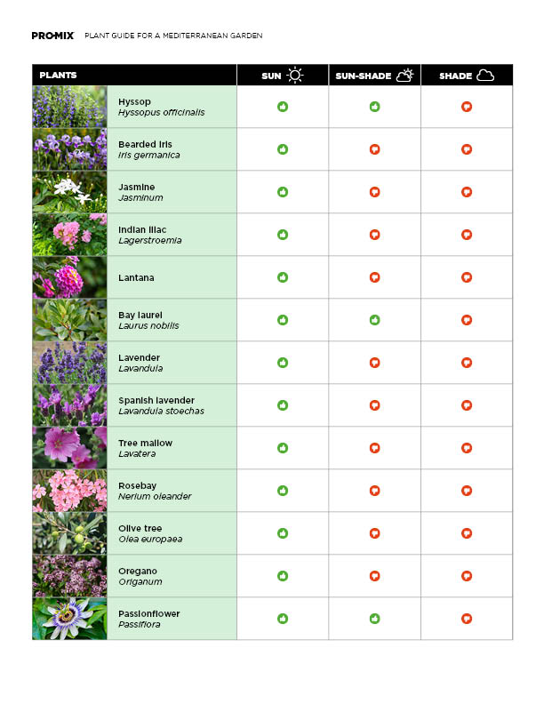 mediterranean-plant-guide-04