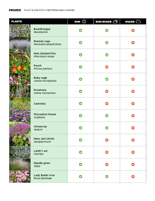 mediterranean-plant-guide-05