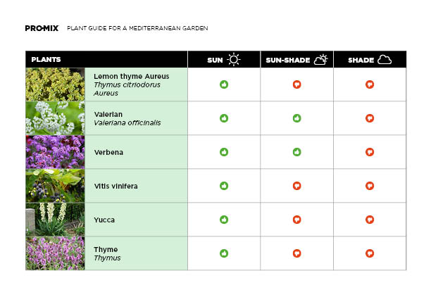 mediterranean-plant-guide-06