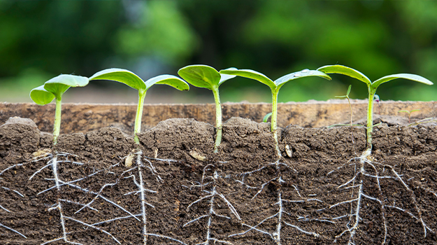 pro-mix- how-to-use-root-booster-fertilizer-03