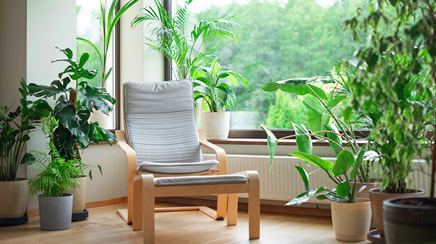 pro-mix-annual-plants-indoors-winter-01