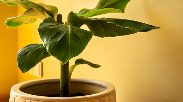 pro-mix-annual-plants-indoors-winter-02