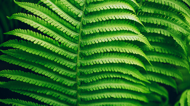 pro-mix-annual-plants-indoors-winter-04