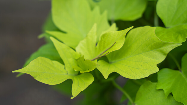 pro-mix-annual-plants-indoors-winter-06