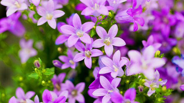 pro-mix-annual-plants-indoors-winter-08