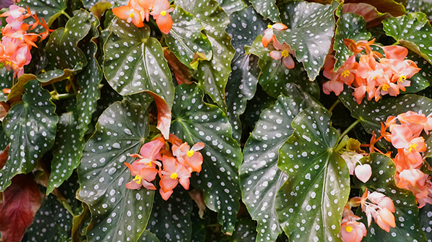 pro-mix-annual-plants-indoors-winter-09
