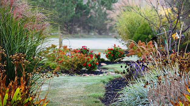 Last blooms in a beautiful flower garden covered with the first frost in autumn.