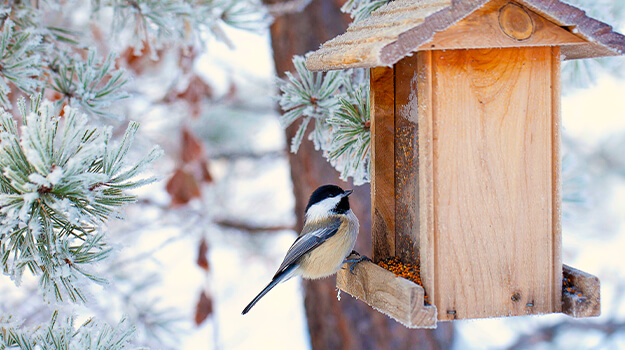 Une mésange qui mange dans une mangeoire d’oiseau accrochée dans un pin en hiver.