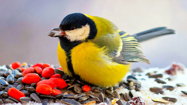 Un oiseau qui mange des graines de tournesol noir et des arachides, la nourriture la plus nutritive en hiver.