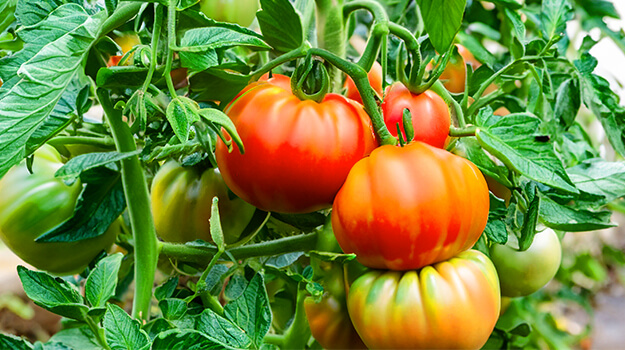 pro-mix-best-tomatoes-by-hardiness-zone-01