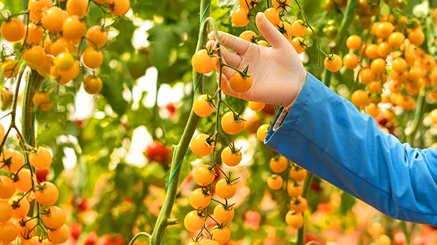pro-mix-best-tomatoes-by-hardiness-zone-02
