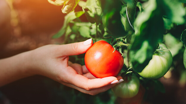 pro-mix-best-tomatoes-by-hardiness-zone-03