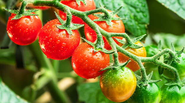 pro-mix-best-tomatoes-by-hardiness-zone-04