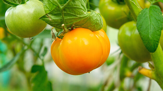 pro-mix-best-tomatoes-by-hardiness-zone-06