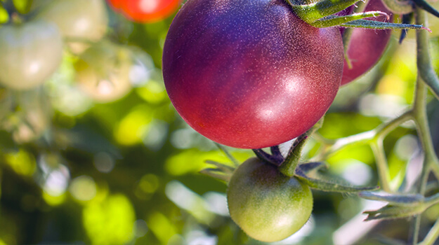pro-mix-best-tomatoes-by-hardiness-zone-07