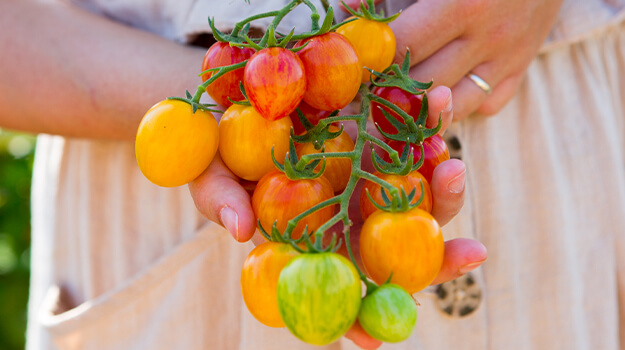 pro-mix-best-tomatoes-by-hardiness-zone-08