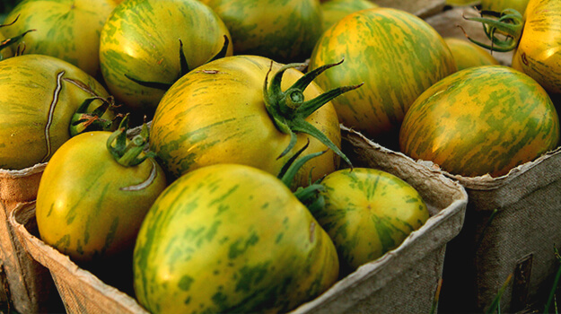 pro-mix-best-tomatoes-by-hardiness-zone-09