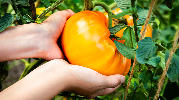 pro-mix-best-tomatoes-by-hardiness-zone-10