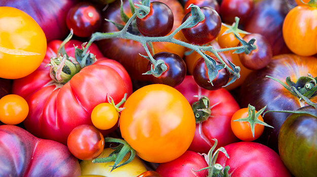 pro-mix-best-tomatoes-by-hardiness-zone-11