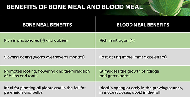 pro-mix-bonemeal-vs-bloodmeal-when-to-use-06-en