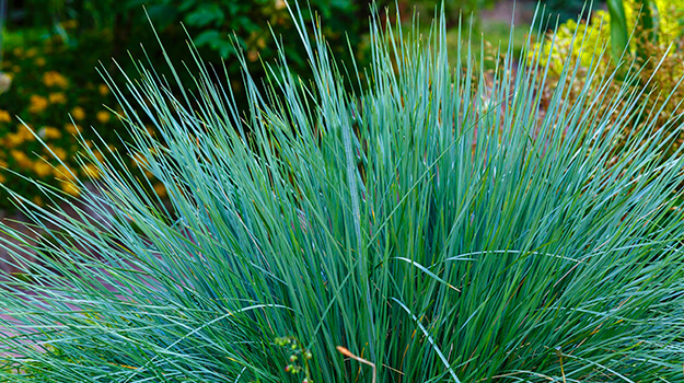 pro-mix-care-fescue-01