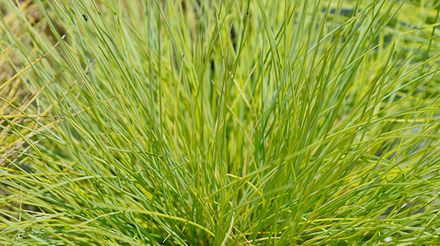 pro-mix-care-fescue-02