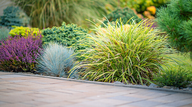 pro-mix-care-fescue-04