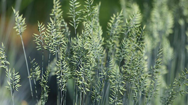 pro-mix-care-fescue-06