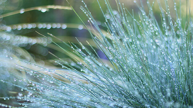 pro-mix-care-fescue-07